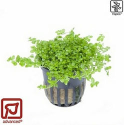 Tropica Potted Plantă acvatică vie hemianthus cuba
