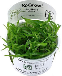 Tropica Subulata 1-2-grow Lebende Aquariumspflanze Sagittaria Platyphylla