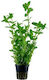 Tropica Caroliniana Potted Bacopa Live Aquarium Plant