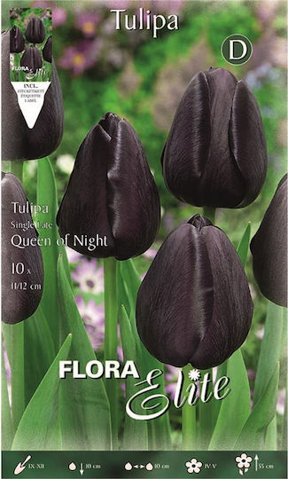 Gemma Bulbs Tulipς 10pcs