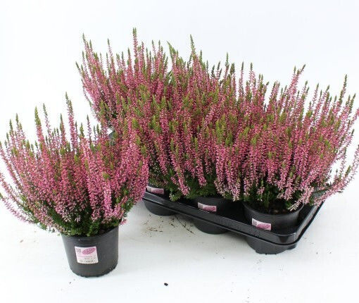 Calluna
