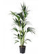 Kentia De interior 4lt