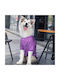 Strickpullover Hund in Lila Farbe 65cm.