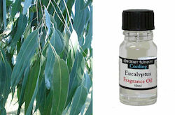 Ancient Wisdom Aromatic Oil Eucalyptus 10ml