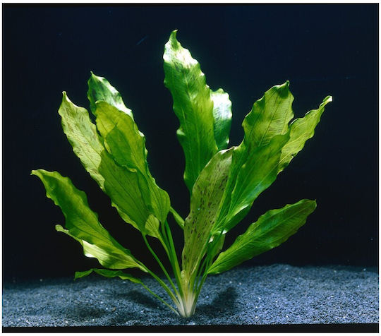 Stoffels Lebende Aquariumspflanze Echinodorus Bleheri