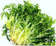 Gemma Samen Endivie (Cichorium) Breitblättrig 10gr