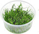 S.i Lilaeopsis Live Aquarium Plant