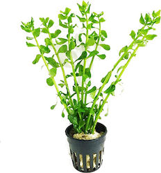 S.i Bacopa
