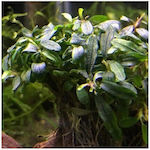 Mini Bucephalandra Live Aquarium Plant