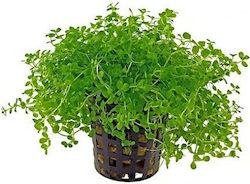 Dennerle Pot Micranthemum Live Aquarium Plant