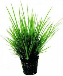SonGrow Ghiveci Plante Acvatice Vii SonGrow Ghiveci Plante Acvatice Vii