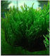 Misirlis Aquarium Ζωντανό Φυτό Ενυδρείου Taxiphyllum