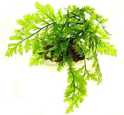 Misirlis Aquarium Bolbitis Live Aquarium Plant