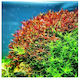 Misirlis Aquarium Живо Аквариумно Растение Rotala
