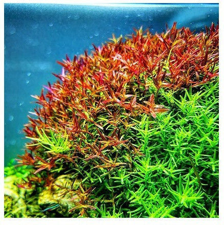 Misirlis Aquarium Живо Аквариумно Растение Rotala
