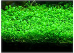 Misirlis Aquarium Live Aquarium Plant