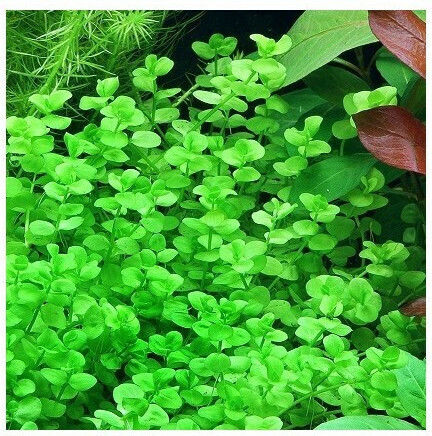 Misirlis Aquarium Lebende Aquariumspflanze Johanniskraut