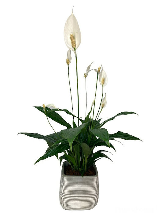 Peace Lily Εσωτερικού Χώρου Ύψους 80бр