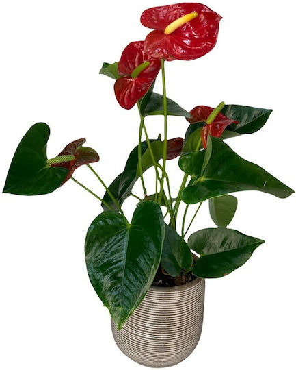 Laceleaf Innenbereich