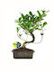 Bonsai
