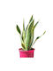 Succulent