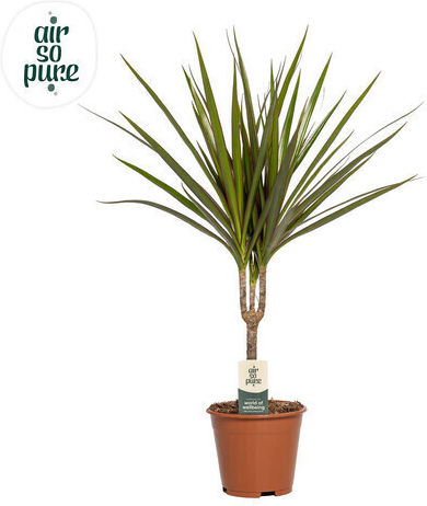 Dracaena