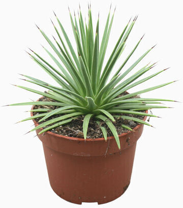 Pflegeleichtes Agave Pflanzenhöhe 20cm