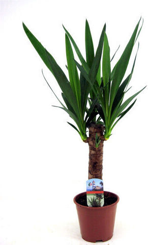 Dracaena