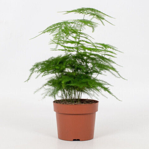 Fern Fern