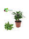 Coffea Arabica