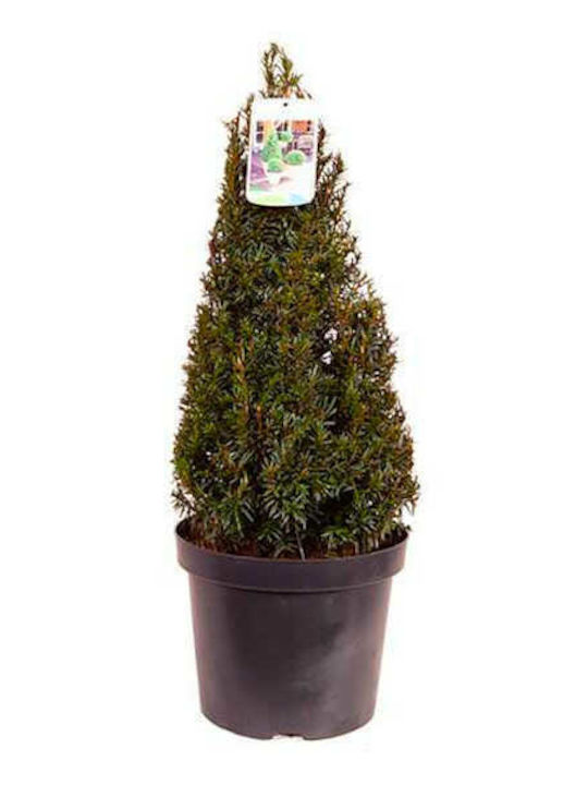 Taxus 25Es Höhe 80cm