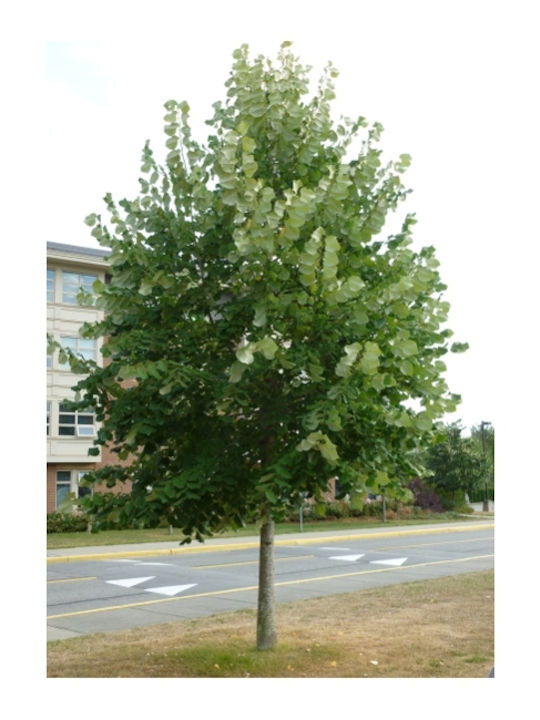 Tilia 30lt