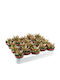 Sedum Nussbaumerianum 5.5cm