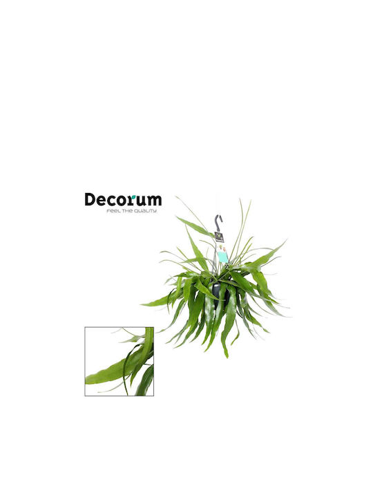 Feel Green - Decorum