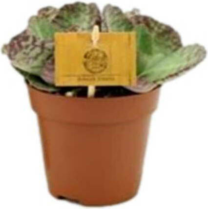 Kalanchoe Humilis 12cm