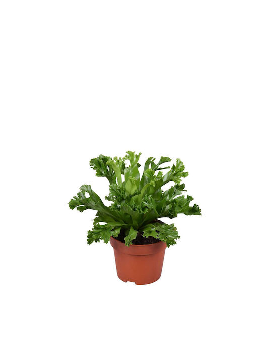 Green Leaf Asplenium Height 25cm