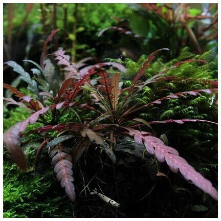 Misirlis Aquarium Hygrophila Polysperma Live Aquarium Plant