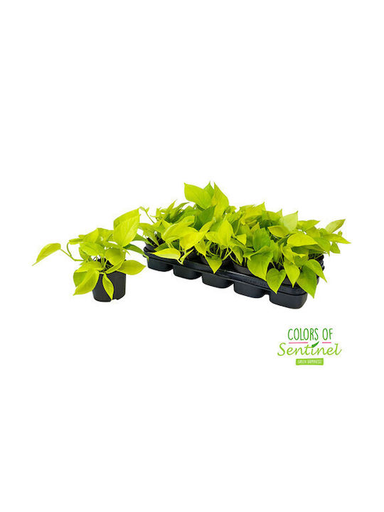 Devil's Ivy Indoor Height 25cm