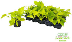 Devil's Ivy Height 25cm