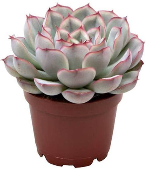 Echeveria Shira 6cm