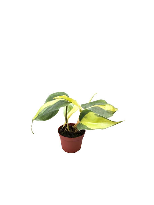 Green Leaf Philodendron Brasil Εσωτερικού Χώρου