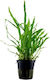 Tropica Microsorum Live Aquarium Plant