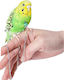 Birds Kingdom Αξεσουάρ για Κλουβί Παπαγάλου Λουρί Στήθους για Βόλτα με Παπαγάλο ΧXS