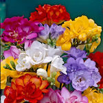 Bulbs Freesia 5pcs