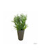 Artificial Plant in Small Pot Dimensions 13x13x25cm Green 25cm Arte Regal