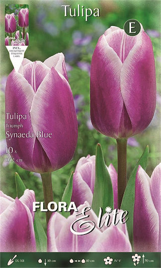 Gemma Tulip Bulbs 10pcs