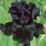 Iris Bulb