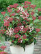 Viburnum 3lt Height 75cm