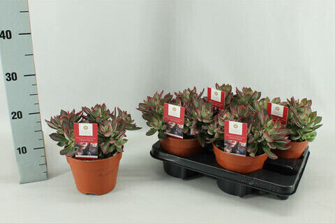 Echeveria