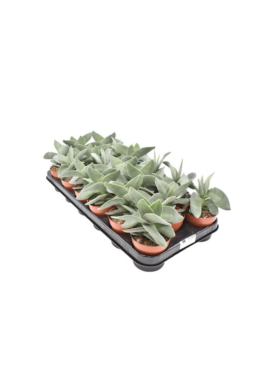 Crassula